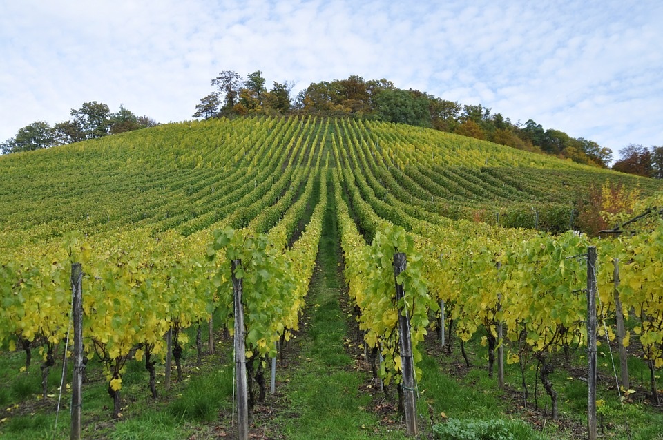 Les promeneurs sont invités à respecter les zones viticoles et agricoles du canton de Vaud